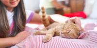 A young girl petting a sleeping cat