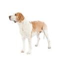 American Foxhound