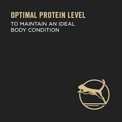 Optimal protein level to maintain an ideal body condition