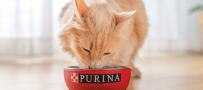 cat eating Friskies cat food from Purina branded bowl