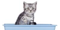 Cat on the litter