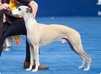 National Dog Show