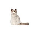 Ragdoll Cat Breed Image