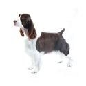 English Springer Spaniel