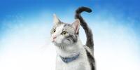 DentaLife cat