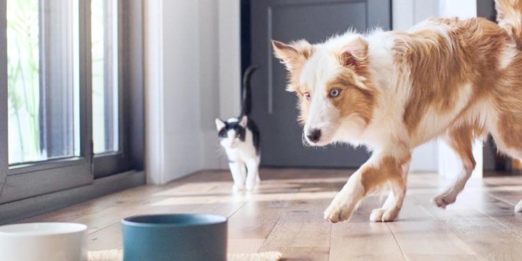a dog and cat on a wood floor
