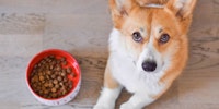 Welsh Corgi is sitting near the bowl and looking at you
