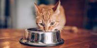 yellow striped cat eating from a stainless steel food bowl