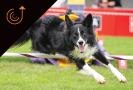 dog-participating-in-agility-event