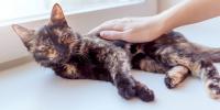 Cat is lying down