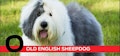 O is for Old English Sheepdog