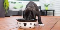 Dark brown dog eating from a dog dish