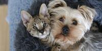 How to introduce cats and dogs