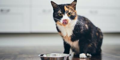 A cat licking its lips