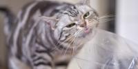 grey striped cat with plastic near mouth