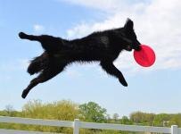 dog catching disk in mid-air