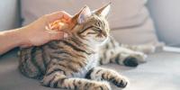 Gato atigrado siendo acariciado mientras está acostado en el sofá