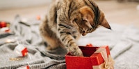 Christmas & Holiday Cat Treat Gifts