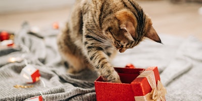 Bocadillos como regalo navideño para gatos