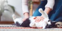 the owner strokes the cat's belly