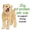 25 grams of protein per cup
