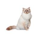 Birman