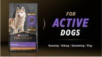 for active dogs
