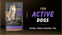 for active dogs