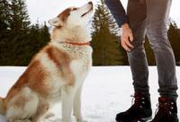 Winter Activities With Dog