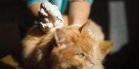 gato recibiendo tratamiento por gusanos