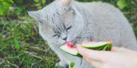 gray cat licking watermelon