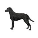Retriever de pelo rizado