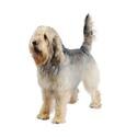 Otterhound