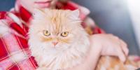 Red cat