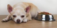 chihuahua laying next to full bowl of food