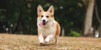 un tan corgi corriendo en el césped