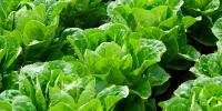 lettuce growing in garden