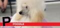 P is for Poodle