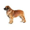 Leonberger