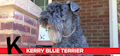 K is for Kerry Blue Terrier