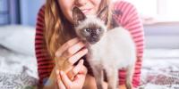 owner petting siamese kitten