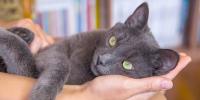 Gray cat is lying down