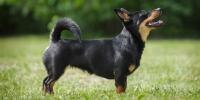 Lancashire Heeler
