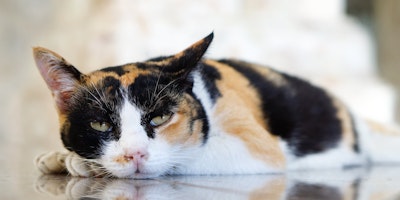 calico cat laying on the floor
