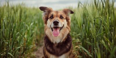 Dog sitting in a field of tall grass