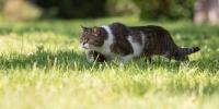 cat walking low in grass