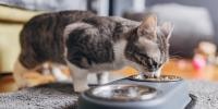 Senior cat eating from food dish