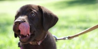 brown lab puppy on a leash