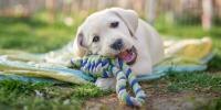 caring for dogs teeth