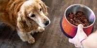 A dog being offered soft dog food for senior dogs